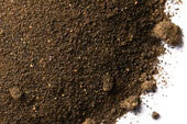 Amla Berry powder