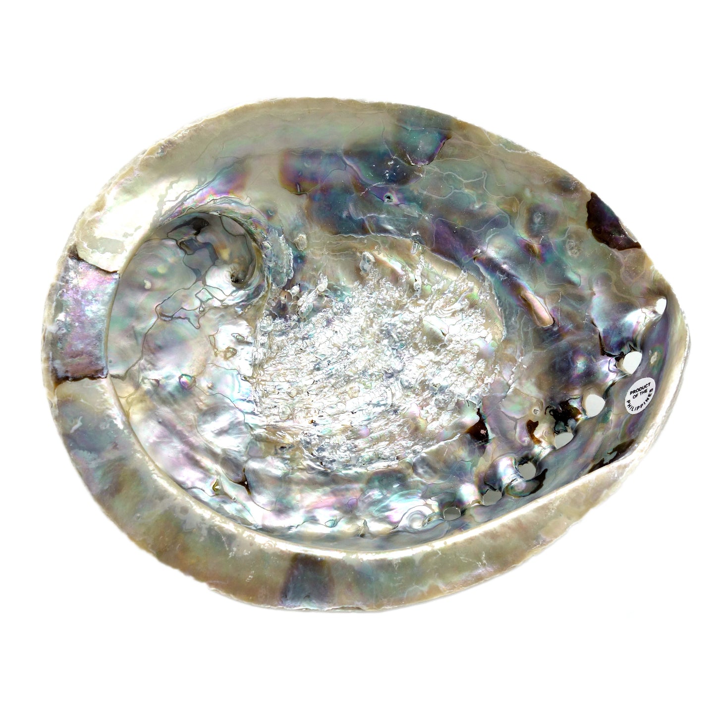 Abalone Shell