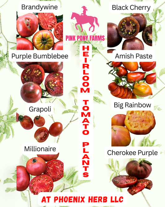 Tomato Plants, Heirloom