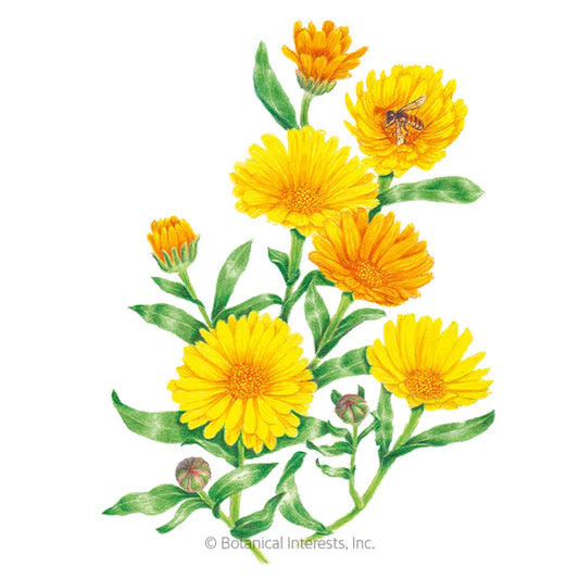 Calendula ~ Officinalis