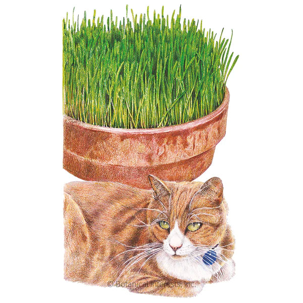 Cat Grass ~ Oats