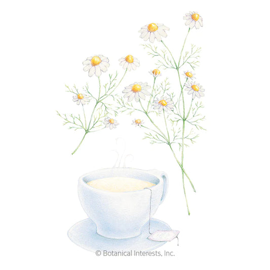 Chamomile ~ German