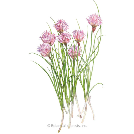 Chives ~ Common