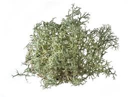 Usnea Lichen