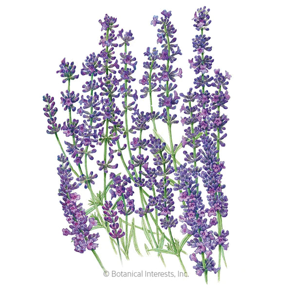 Lavender ~ Munstead