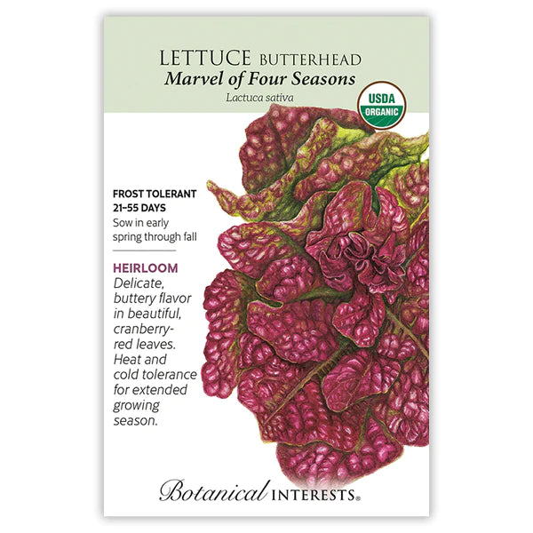 Lettuce ~ Butterhead