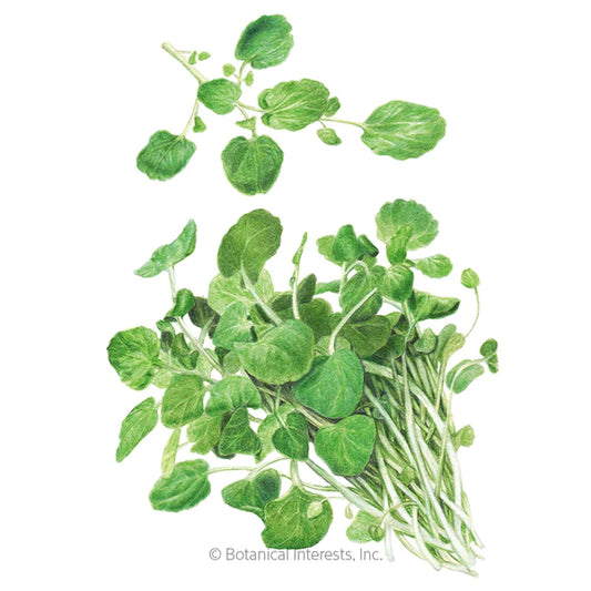 Watercress