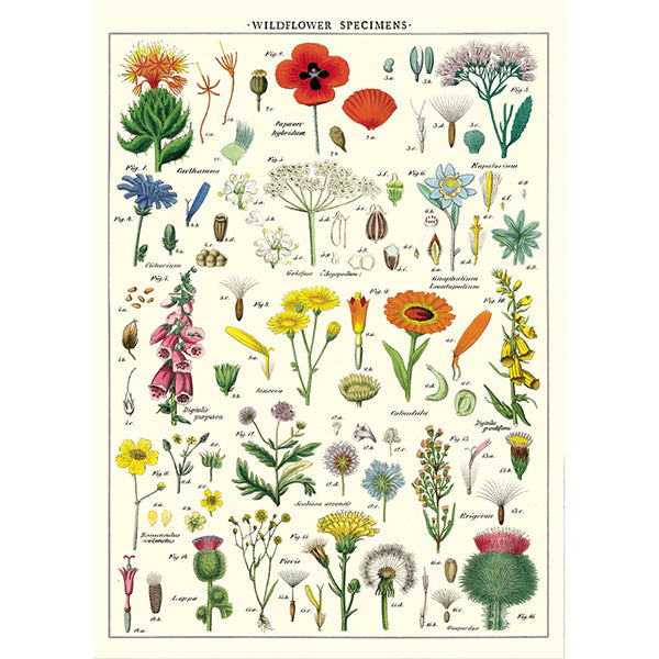 Cavallini~Poster